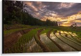 Canvas - Rijstvelden Vol Regenwater in Indonesië - 120x80 cm Foto op Canvas Schilderij (Wanddecoratie op Canvas)