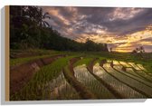 Hout - Rijstvelden Vol Regenwater in Indonesië - 60x40 cm - 9 mm dik - Foto op Hout (Met Ophangsysteem)