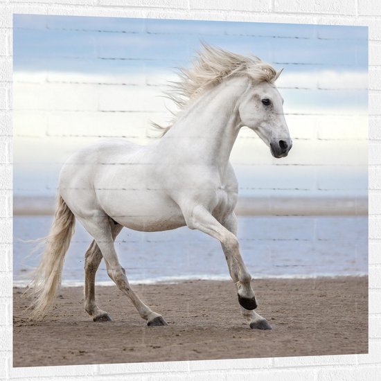 Muursticker - Sierlijk Wit Paard lopend over het Strand aan de Zee - 100x100 cm Foto op Muursticker