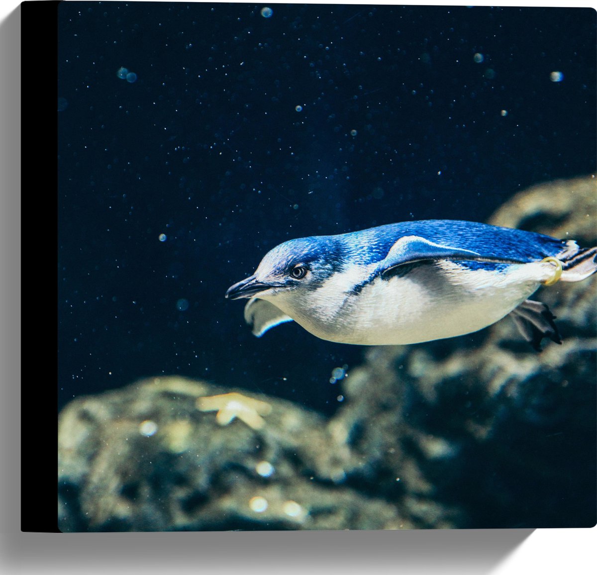 Canvas - Zwemmende Blauwe Pingïun door Aquarium - 30x30 cm Foto op Canvas Schilderij (Wanddecoratie op Canvas)