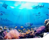 Gards Tuinposter Vissen met Haaien in de Oceaan met Koraalrif - 180x120 cm - Tuindoek - Tuindecoratie - Wanddecoratie buiten - Tuinschilderij