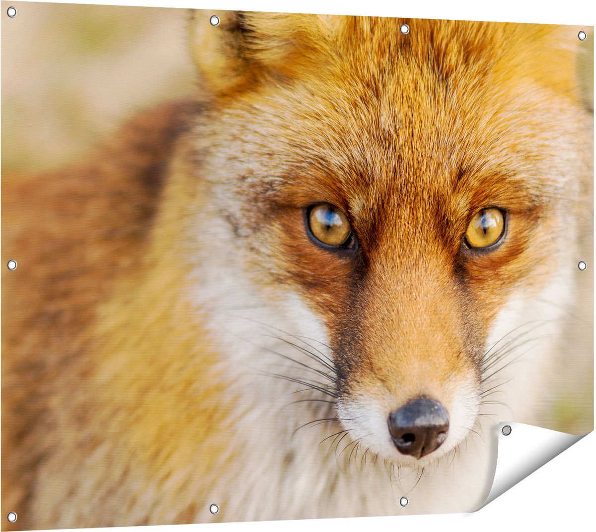 Gards Tuinposter Vossenkop met Bruine Ogen - Vos - 120x90 cm - Tuindoek - Tuindecoratie - Wanddecoratie buiten - Tuinschilderij Multikleur
