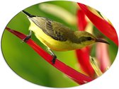 Dibond Ovaal - Groenkleurige Vogel op Rood Blad van Plant - 80x60 cm Foto op Ovaal (Met Ophangsysteem)
