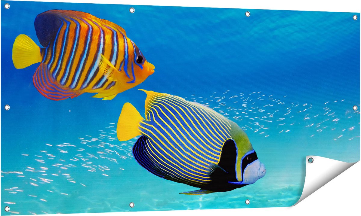 Gards Tuinposter Twee Tropische Vissen in de Rode Zee - 140x70 cm - Tuindoek - Tuindecoratie - Wanddecoratie buiten - Tuinschilderij Multikleur