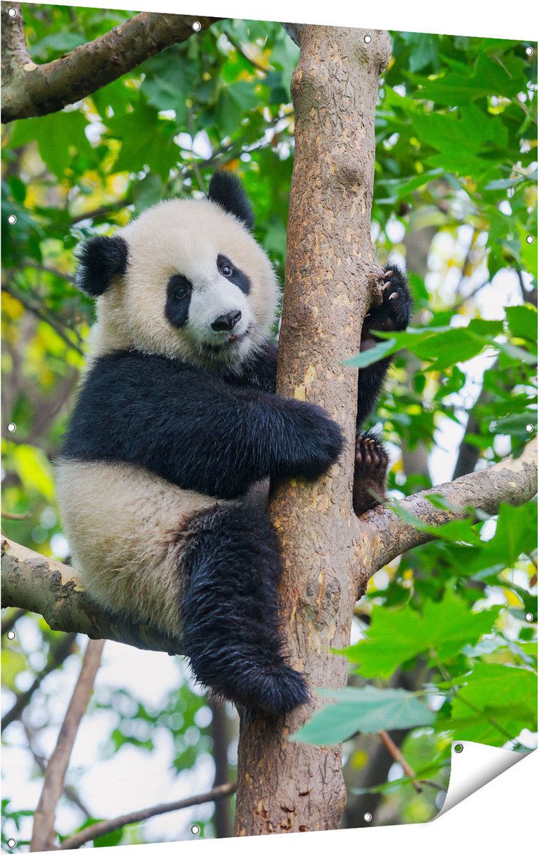 Gards Tuinposter Panda in de Bomen - 120x160 cm - Tuindoek - Tuindecoratie - Wanddecoratie buiten - Tuinschilderij Multikleur