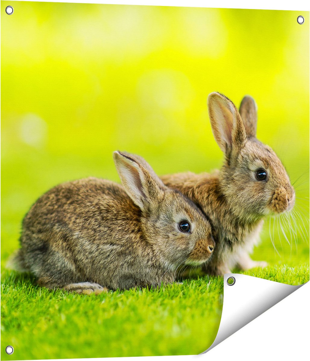 Gards Tuinposter Twee Konijnen op het Groene Gras - 70x70 cm - Tuindoek - Tuindecoratie - Wanddecoratie buiten - Tuinschilderij Multikleur
