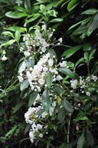 Kalmia latifolia - Berglaurier, Breedbladige Lepelstruik 25 - 30 cm in pot