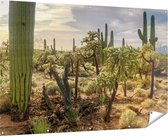 Gards Tuinposter Cactus Planten in het Wild - 180x120 cm - Tuindoek - Tuindecoratie - Wanddecoratie buiten - Tuinschilderij