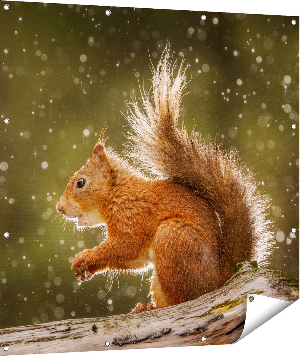 Gards Tuinposter Eekhoorn in de Regen - 110x110 cm - Tuindoek - Tuindecoratie - Wanddecoratie buiten - Tuinschilderij Multikleur