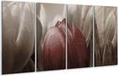 Peinture sur verre tulipe | Marron, gris, blanc | 160x80cm 4 Liège | Tirage photo sur verre |  F002501