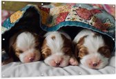 Tuinposter – Drie Slapende Puppy's met Bruine Contouren onder Deken - 150x100 cm Foto op Tuinposter (wanddecoratie voor buiten en binnen)