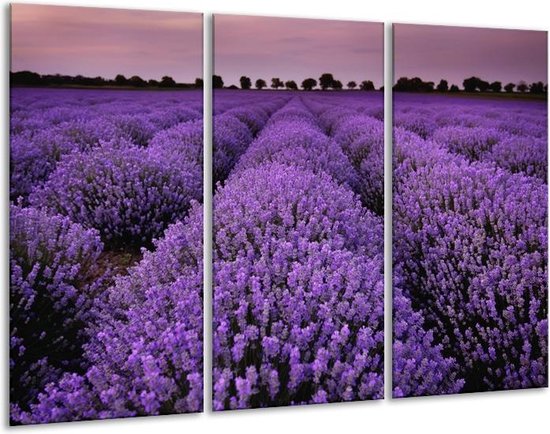Glasschilderij Lavendel, Landelijk - Paars - 120x80cm 3Luik - Foto Op Glas - Geen Acrylglas Schilderij - GroepArt 6000+ Glas Art Collectie - Maatwerk Mogelijk