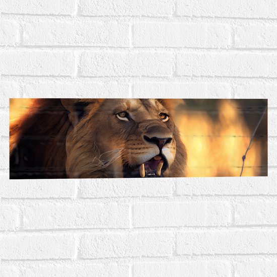 Muursticker - Kop van Mannetjes Leeuw met Scherpe Hoektanden - 60x20 cm Foto op Muursticker
