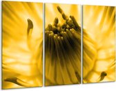 GroepArt - Schilderij -  Macro - Geel, Bruin - 120x80cm 3Luik - 6000+ Schilderijen 0p Canvas Art Collectie