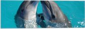 Vlag - Duo Dolfijnen in de Helderblauwe Zee - 60x20 cm Foto op Polyester Vlag