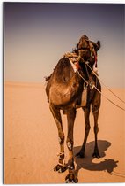 Dibond - Kameel in de Woestijn van Dubai - 50x75 cm Foto op Aluminium (Met Ophangsysteem)