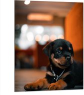 Dibond - Liggende Rottweiler Puppy met IJzeren Halsband - 75x100 cm Foto op Aluminium (Met Ophangsysteem)