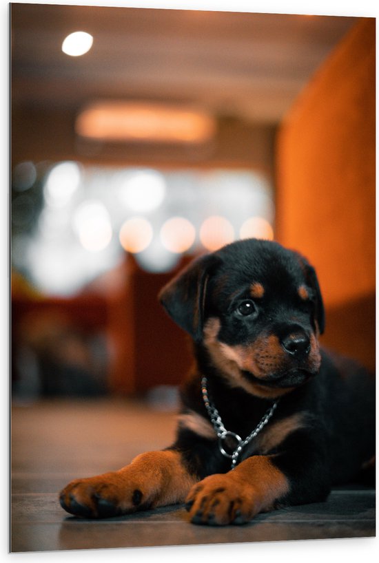 Dibond - Liggende Rottweiler Puppy met IJzeren Halsband - 80x120 cm Foto op Aluminium (Met Ophangsysteem)