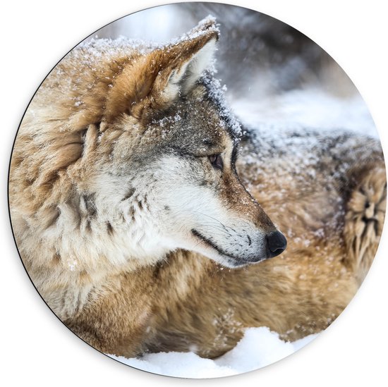 Dibond Muurcirkel - Omkijkende Bruine Wolf liggend in Besneeuwd Bos - 60x60 cm Foto op Aluminium Muurcirkel (met ophangsysteem)