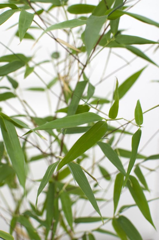KENTIS - Bamboe Plant met Jute Vaasdecoratie - Bambusa Aurea - Echte Bamboo Planten - Buitenplant - Tuin Planten - Haag Plant - Hoogte 145-170 cm Pot 24 cm
