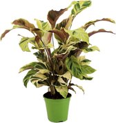 Plant in a Box - Calathea Fusion Yellow - Luchtzuiverend - Kamerplant - Pot 14cm - Hoogte 30-40cm