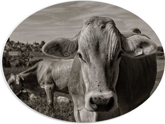 PVC Schuimplaat Ovaal - Portret van Koe in Kudde in het Weiland (Zwart- wit) - 40x30 cm Foto op Ovaal (Met Ophangsysteem)