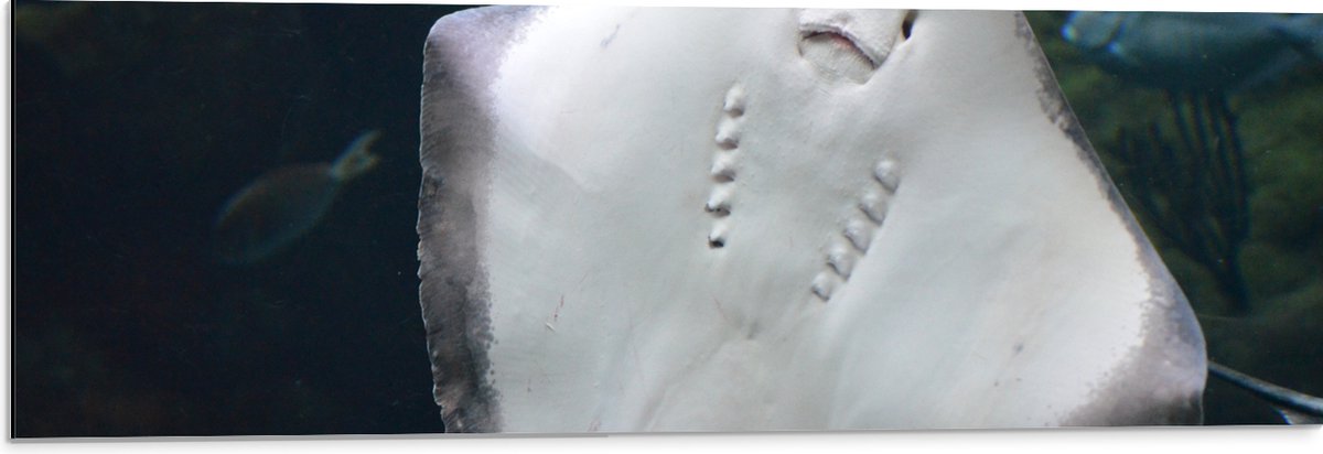Dibond - Onderaanzicht van Rog zwemmend tegen Aquarium - 90x30 cm Foto op Aluminium (Met Ophangsysteem)