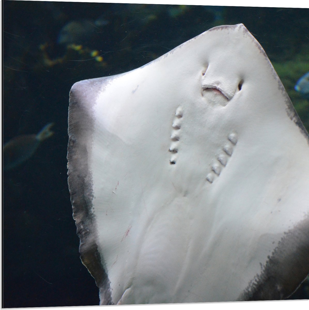 Dibond - Onderaanzicht van Rog zwemmend tegen Aquarium - 80x80 cm Foto op Aluminium (Met Ophangsysteem)