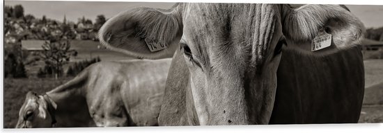 Dibond - Portret van Koe in Kudde in het Weiland (Zwart- wit) - 120x40 cm Foto op Aluminium (Met Ophangsysteem)