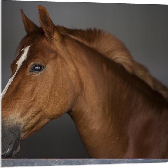 Acrylglas - Zijaanzicht van Bruin Paard met Witte Bles - 80x80 cm Foto op Acrylglas (Wanddecoratie op Acrylaat)