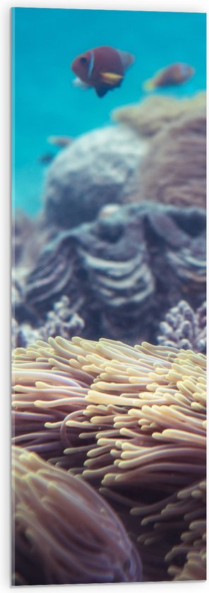 Acrylglas - Oranjekleurige Vissen Zwemmend bij Verschillende Soorten Koaraal - 30x90 cm Foto op Acrylglas (Wanddecoratie op Acrylaat)