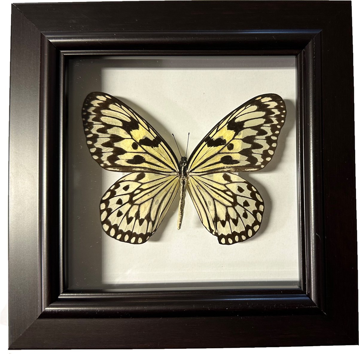 Apeirom Decoratief Opgezette Vlinder in 3D Lijst - 17.5*17.5cm - Lijst Donkerbruin