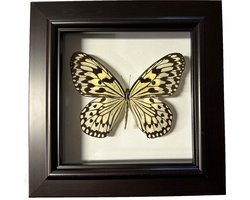 Apeirom Decoratief Opgezette Vlinder in 3D Lijst - 17.5*17.5cm - Lijst Donkerbruin