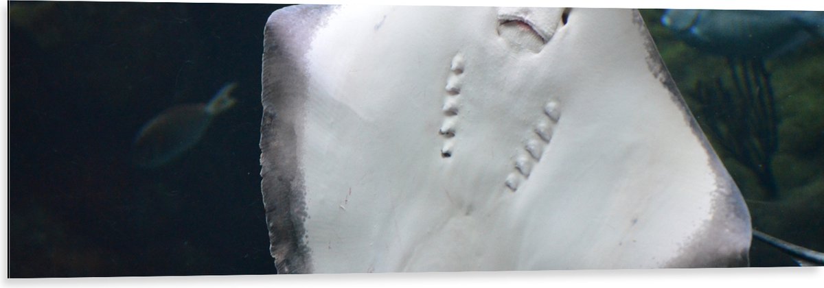 Dibond - Onderaanzicht van Rog zwemmend tegen Aquarium - 120x40 cm Foto op Aluminium (Wanddecoratie van metaal)
