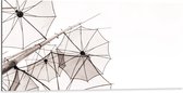 Dibond - Doorzichtige Paraplu Vormen tegen Witte Achtergrond - 100x50 cm Foto op Aluminium (Wanddecoratie van metaal)