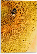 Dibond - Bij Nectar Drinkend uit Gele Bloem - 40x60 cm Foto op Aluminium (Wanddecoratie van metaal)