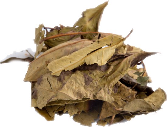 Daun Salam Blad โ Indonesische laurier Daun Salam Blad โ Indonesische laurier