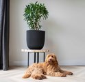 Zwarte plantenpot met verticale ribbels met groene plant, naast een hond op een houten vloer.