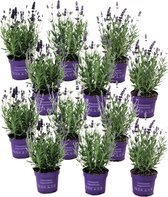Plant in a Box - Lavandula angustifolia - Set van 12 - Winterharde Lavendel struikjes - Pot 10.5cm - Hoogte 10-15cm