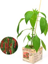 Spaanse peper plant - 3 planten - perspot in doosje (10cm) - peperplant - 3 stuks - eenvoudige teelt - overvloedige oogst