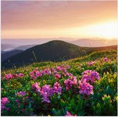 Poster (Mat) - Roze Bloemen op de Bergen van Landschap tijdens Zonsopkomst - 100x100 cm Foto op Posterpapier met een Matte look