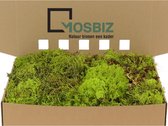 MosBiz Rendiermos Zilvermos Spring Green per 1000 gram voor decoraties en mosschilderijen