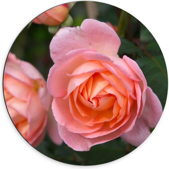 Dibond Muurcirkel - Roze Rozen aan Struik - 70x70 cm Foto op Aluminium Muurcirkel (met ophangsysteem)