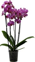 Papicco NIGHTLIFE Gin - Orchidee - 4-tak - Phalaenopsis - Paars
