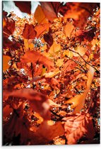 Dibond - Oranje Herfstbladeren van Dichtbij - 40x60 cm Foto op Aluminium (Met Ophangsysteem)