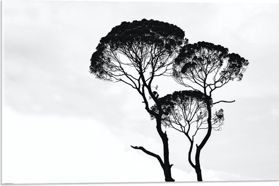 Acrylglas - Zwarte Bomen bij de Witte Lucht - 60x40 cm Foto op Acrylglas (Wanddecoratie op Acrylaat)