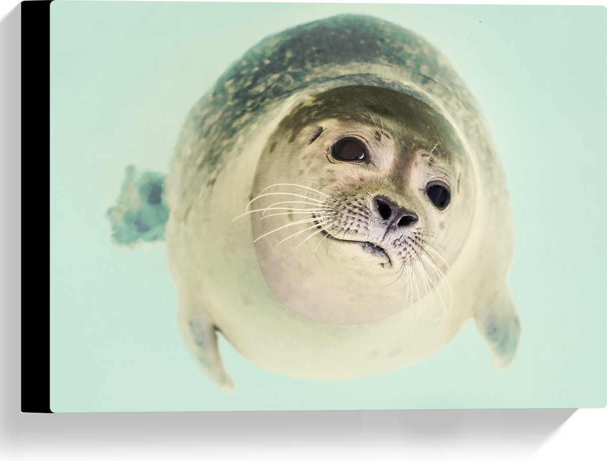 Canvas - Aankijkende Baby Zeehond - 40x30 cm Foto op Canvas Schilderij (Wanddecoratie op Canvas)