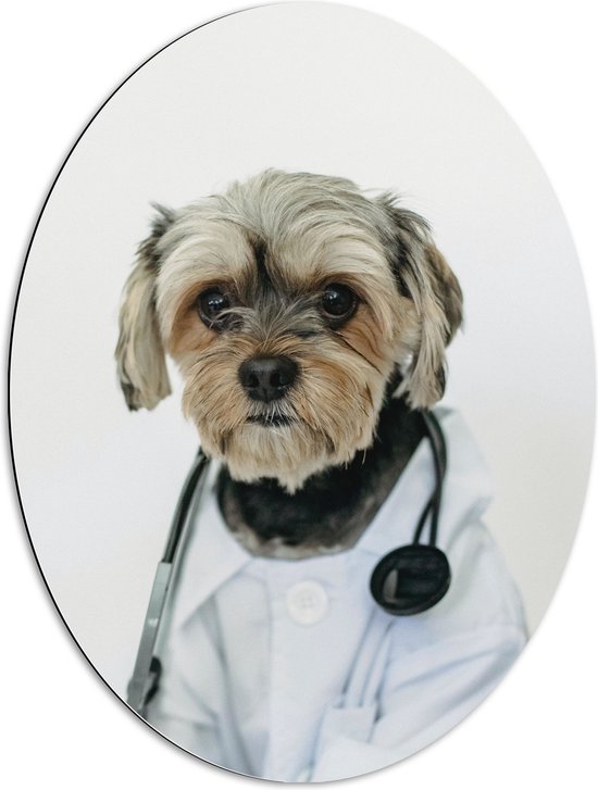 Dibond Ovaal - Hond Verkleed als Dokter - 60x80 cm Foto op Ovaal (Met Ophangsysteem)