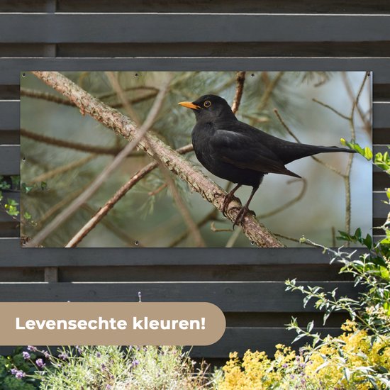 Affiche de clôture Vogel - Merle - Branches - Animaux - 200x100 cm - Toile de jardin