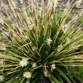6x Zegge - Carex oshimensis 'J.s. Greenwell' - Pot 9x9cm